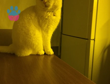 British Shorthair Güzel Oğlum Eş Arıyor