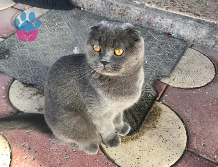 4 Yaşından Scottish Fold Kızıma Eş Arıyorum