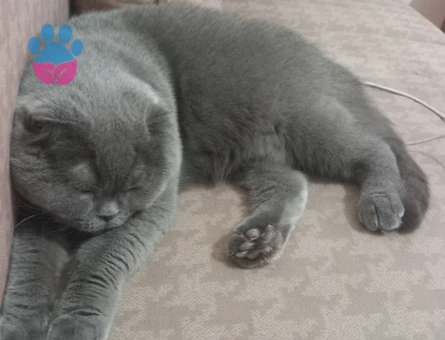 4 Yaşından Scottish Fold Kızıma Eş Arıyorum