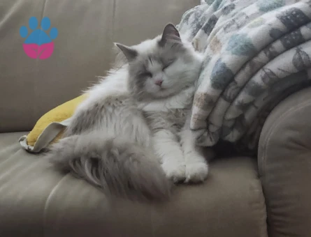 3 yaşında ragdoll Dişi Kızgınlıkta
