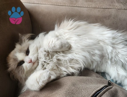 3 yaşında ragdoll Dişi Kızgınlıkta