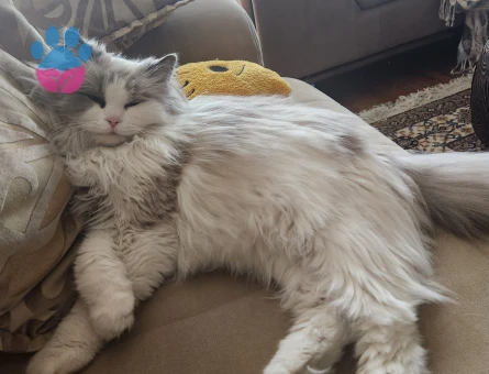 3 yaşında ragdoll Dişi Kızgınlıkta