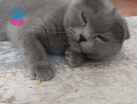 Scottish Fold 1 Yaşında Kedime Eş Arıyorum