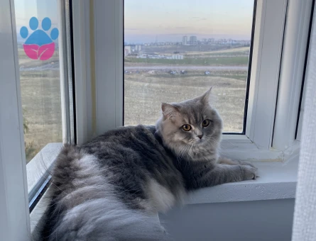 British Longhair 1 Yaşında Kedime Eş Arıyorum