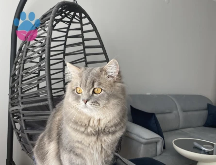 British Longhair 1 Yaşında Kedime Eş Arıyorum