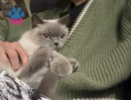 3 Yaşında Scottish Fold Kedim Eş Arıyor