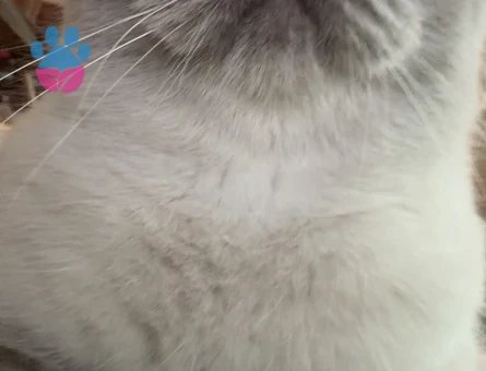 3 Yaşında Scottish Fold Kedim Eş Arıyor