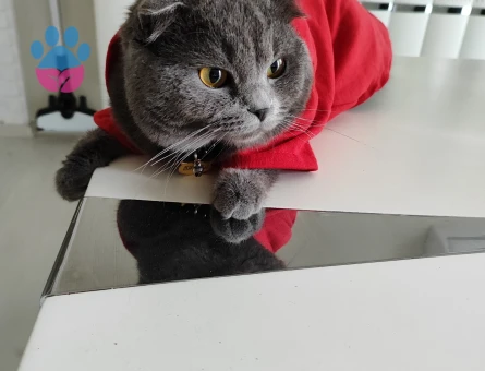 Scottish Fold 1 Yaşında Eş Arıyor