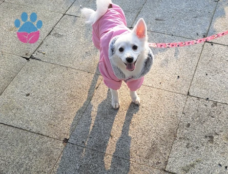 Kızımıza eş arıyoruz