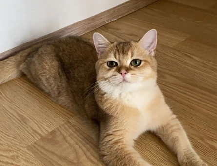 British Shorthair Kedime eş arıyorum - 118984199