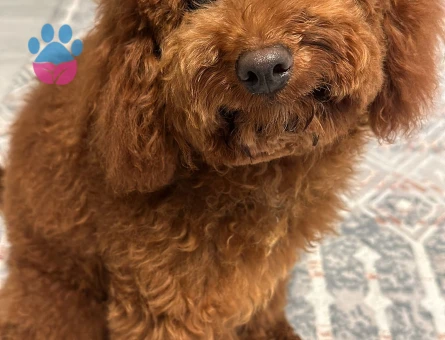 Yakışıklı Oğlumuz Toy Poodle Eş Arıyor