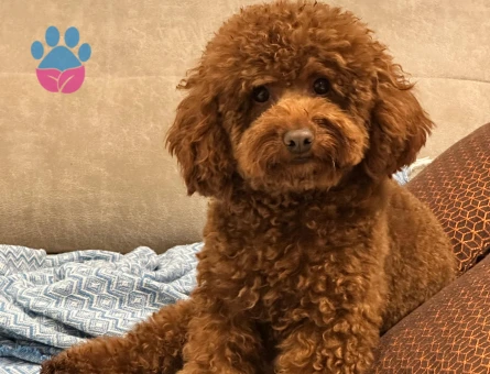 Yakışıklı Oğlumuz Toy Poodle Eş Arıyor
