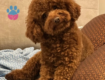 Yakışıklı Oğlumuz Toy Poodle Eş Arıyor