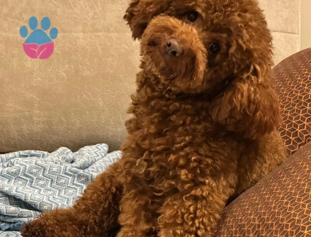 Yakışıklı Oğlumuz Toy Poodle Eş Arıyor