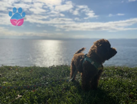 Yakışıklı Oğlumuz Toy Poodle Eş Arıyor
