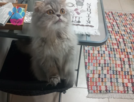British Shorthair Yakışıklı Kedimize eş arıyoruz.