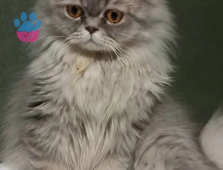 British Shorthair Yakışıklı Kedimize eş arıyoruz.