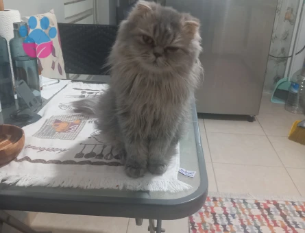 British Shorthair Yakışıklı Kedimize eş arıyoruz.