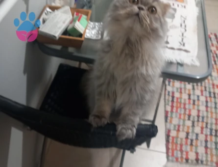 British Shorthair Yakışıklı Kedimize eş arıyoruz.