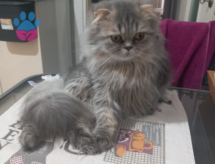 British Shorthair Yakışıklı Kedimize eş arıyoruz.