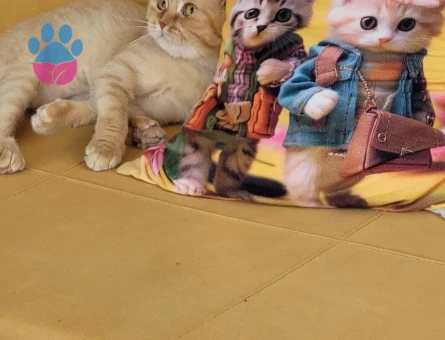 Scottish Fold Erkek kedime eş arıyorum
