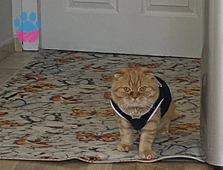 Scottish Fold Erkek kedime eş arıyorum