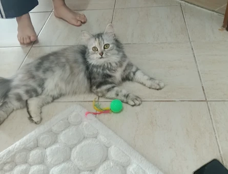 Chinchilla 1 Yaşında Kızım  Eş Arıyorum - 118984210