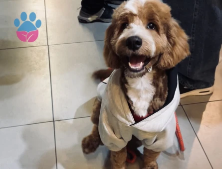 Maltipoo Kaju Dişi Arıyor