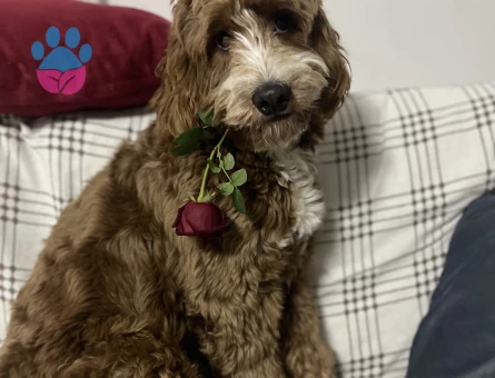 Maltipoo Kaju Dişi Arıyor