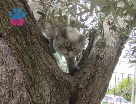 Exotic Shorthair 11 Aylık Eş Arıyorum