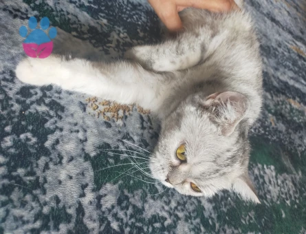 Kedim Cindy eş arıyorum