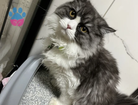 Bristih Erkek kedime eş Arıyorum