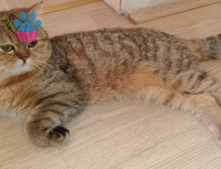 Oğluma Eş Arıyorum