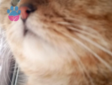 Oğluma Eş Arıyorum