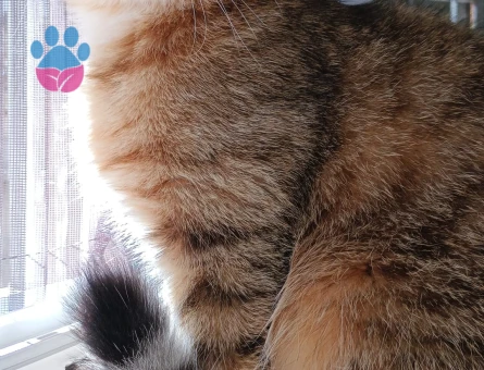 Oğluma Eş Arıyorum