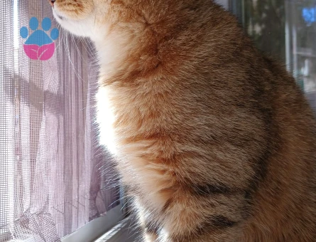 Oğluma Eş Arıyorum