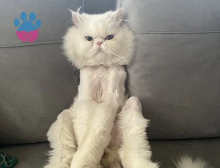 İran Kedisi Pamuğuma Eş Arıyorum