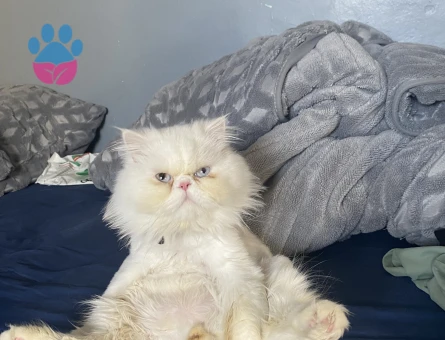 İran Kedisi Pamuğuma Eş Arıyorum