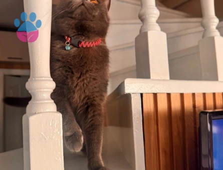 British Shorthair Kızıma Eş Arıyorum