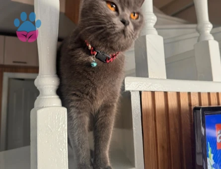 British Shorthair Kızıma Eş Arıyorum