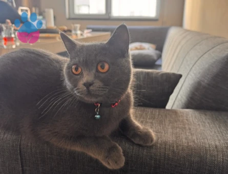 British Shorthair Kızıma Eş Arıyorum