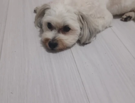 Maltase terrier kızıma eş arıyorum - 118984506