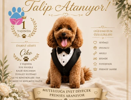Toy Poodle Oğlum Çiko ya hanım arıyorum - 118984508