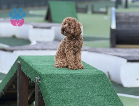 Toy Poodle Oğlum Çiko ya hanım arıyorum