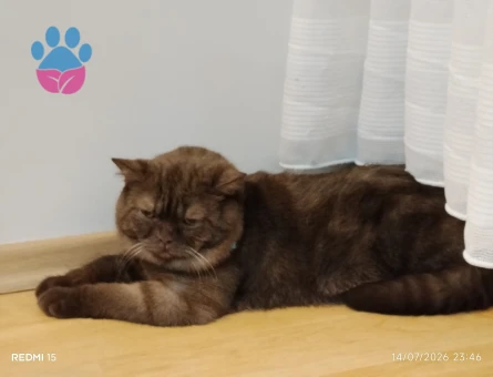 British Shorthair Oğlumuza eş arıyoruz - 118984509
