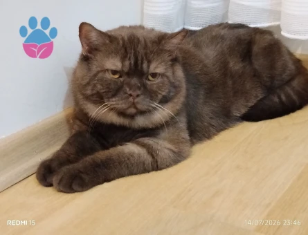 British Shorthair Oğlumuza eş arıyoruz
