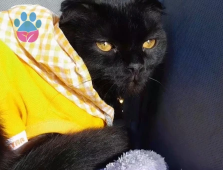 Scottish Fold & Bombay Kırması ♡ - 118984513