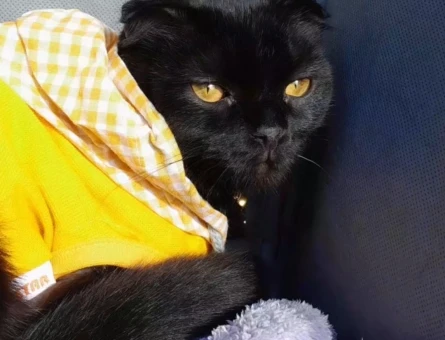 Scottish Fold & Bombay Kırması ♡ - 118984513