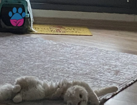 OĞLUM CASPER’A EŞ ARIYORUM