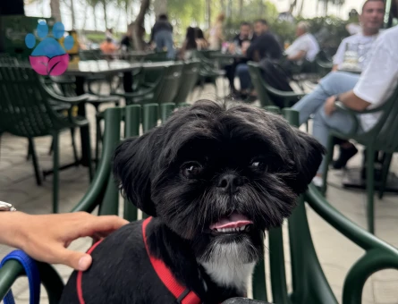 Shih Tzu Köpeğim Gece Eş Arıyor